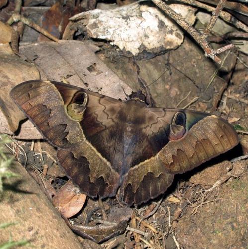 Cyligramma fluctuosa